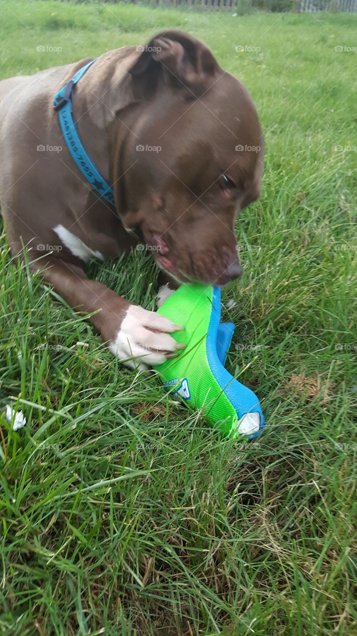toy destroyer