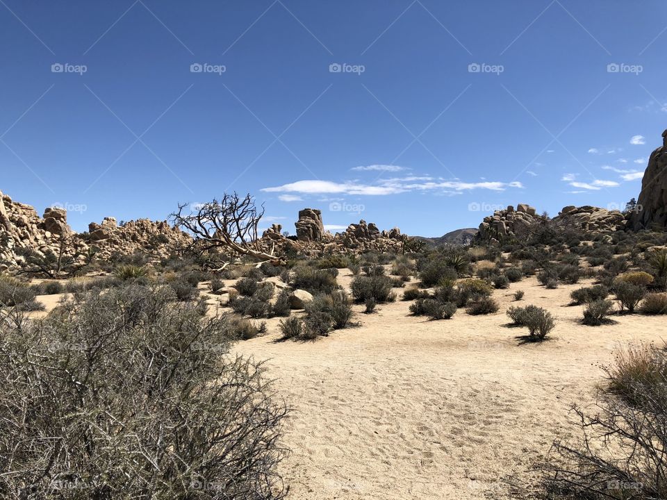 joshua tree park nature