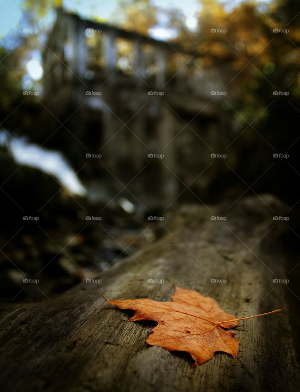 Yellow maple leaf on trunk