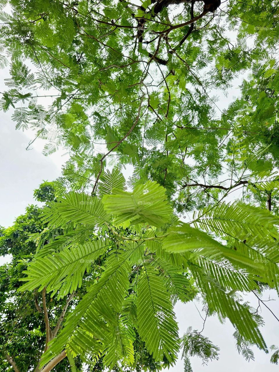 Green leaves