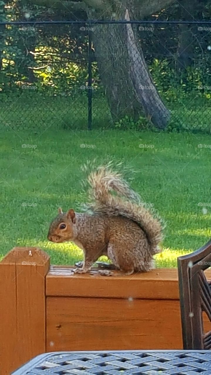 squirrel