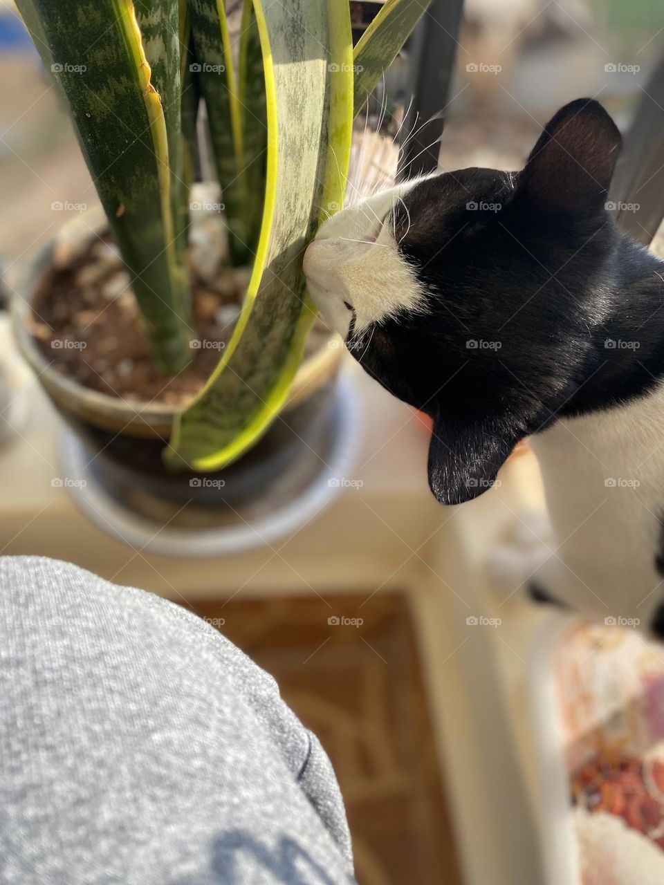 Spider plant and my cat getting some sun. 