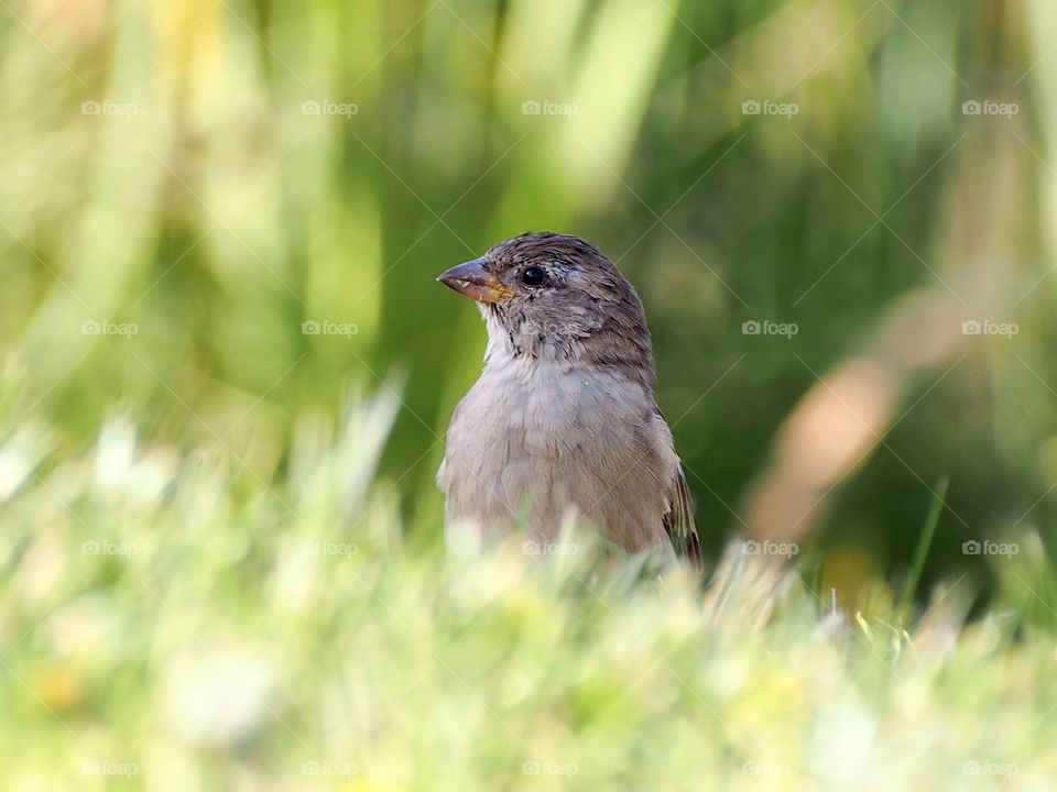 Sparrow and the summer