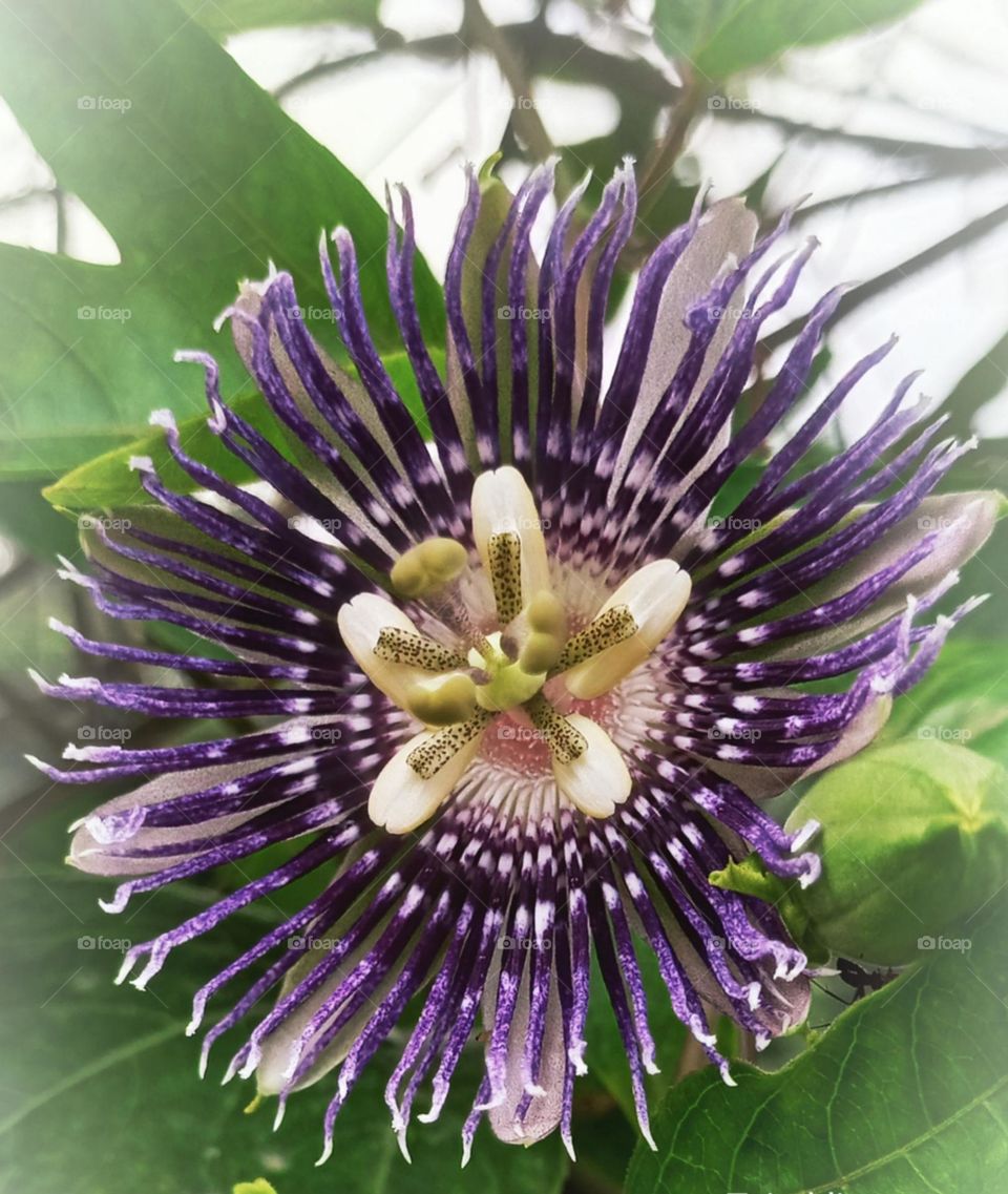 purple color is a interesting color