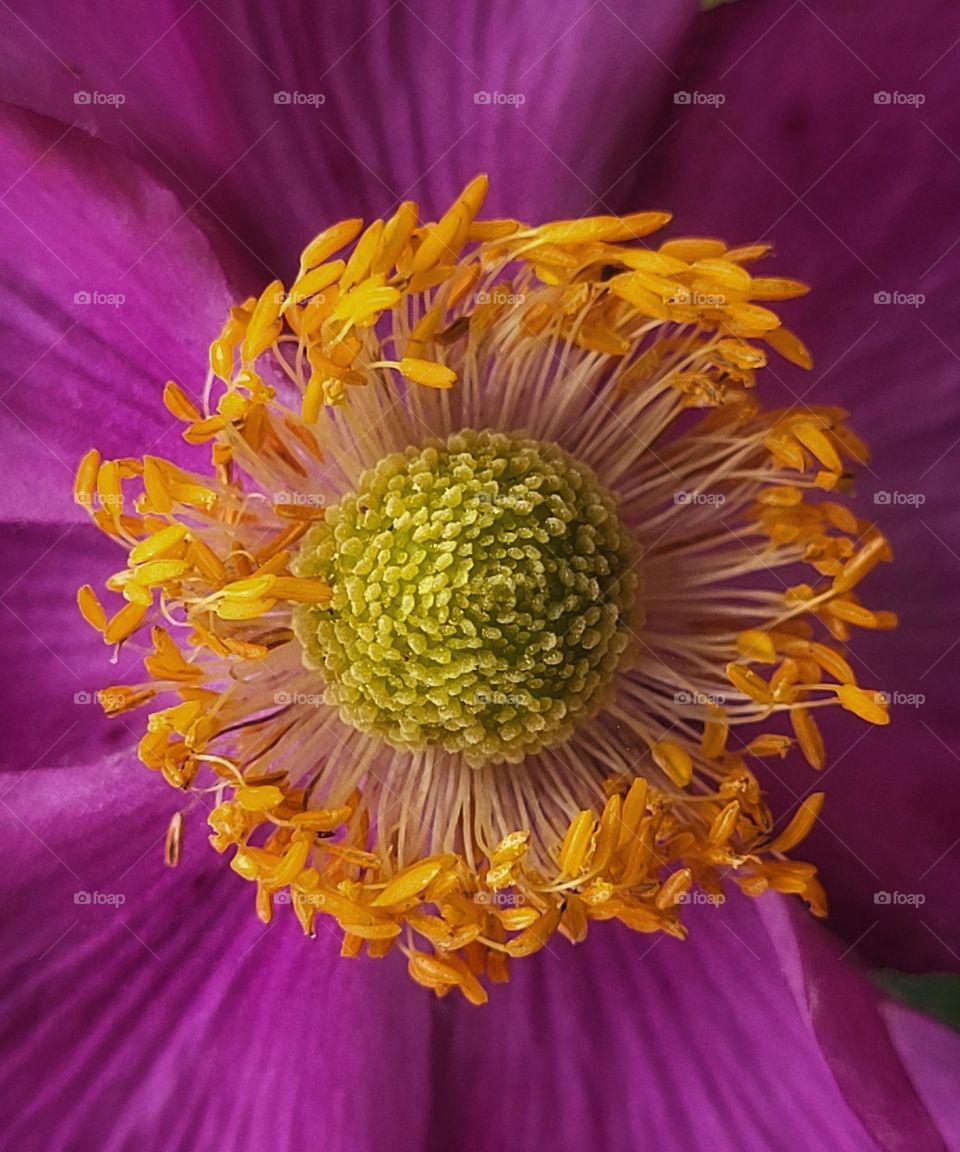 Beautiful naturel colors of a flower