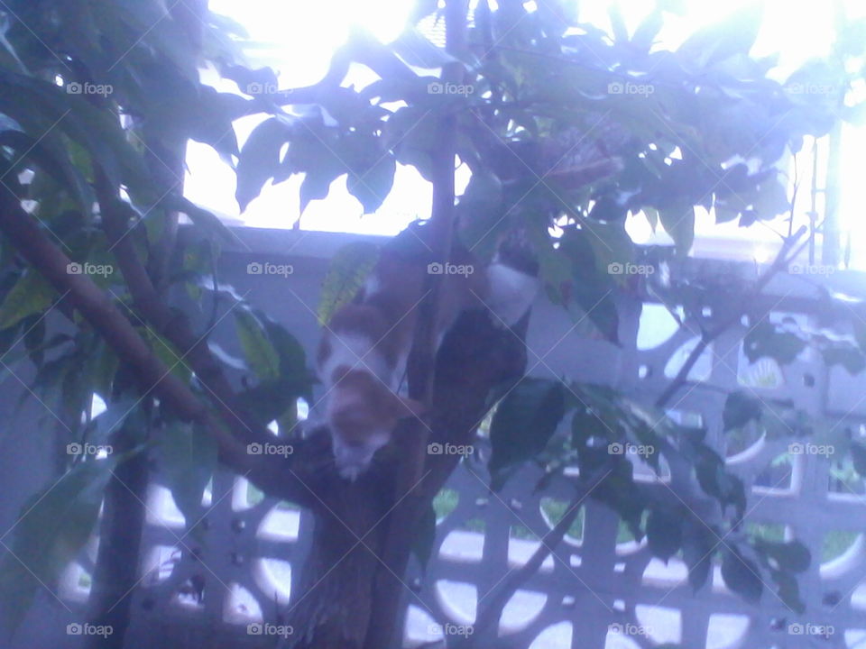 Kucing
Bismillaah Shoghirun mau turun dari atas pohon