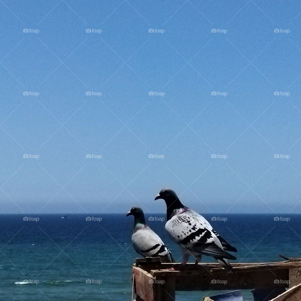 two pigeons looking at the sea.