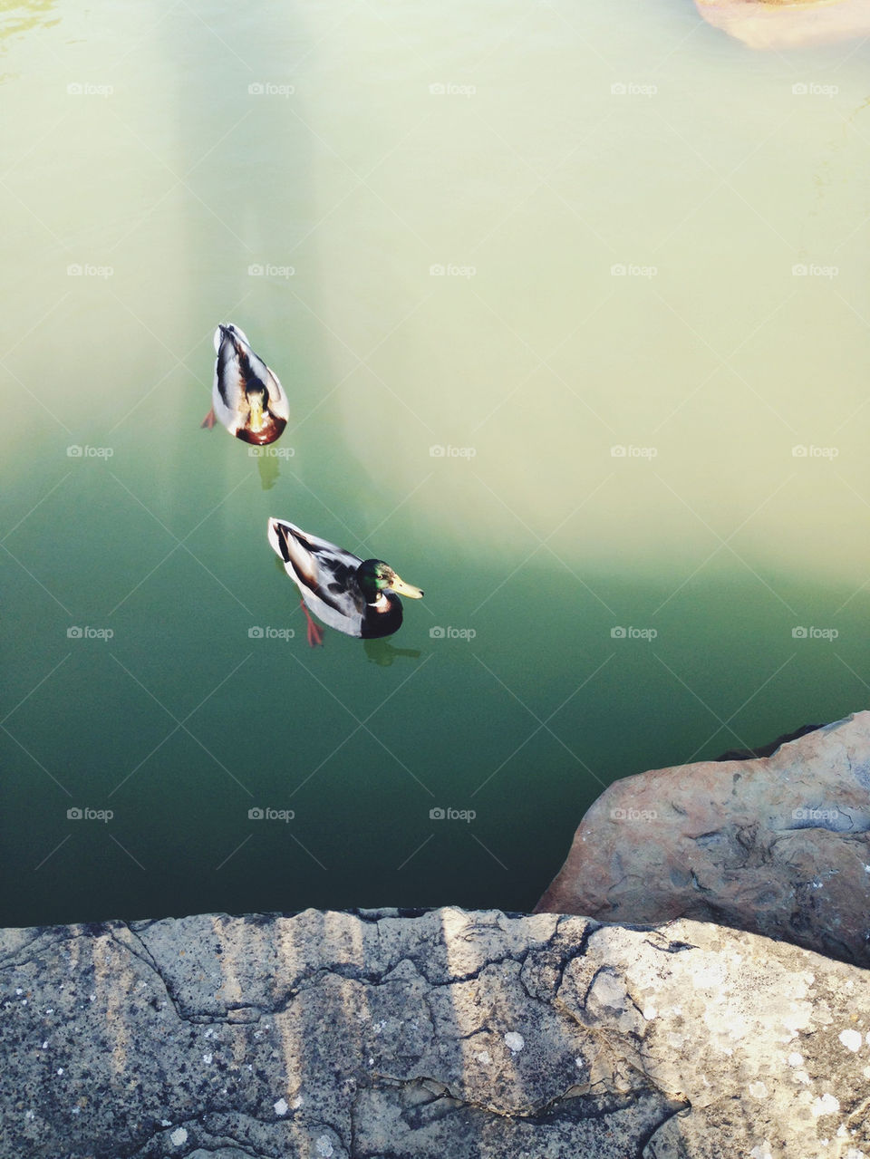 DUCKS IN POND