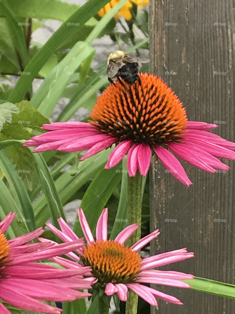 Bee on coneflower 