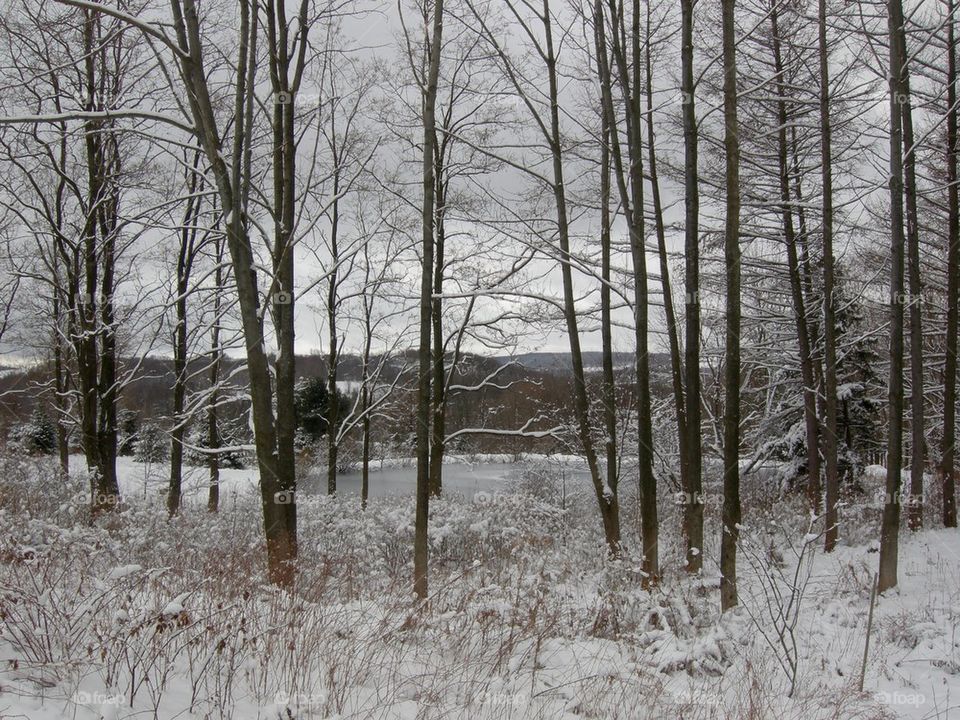 Snowy Woods