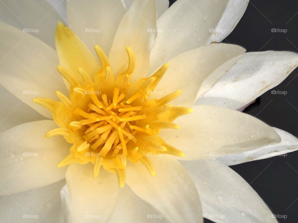 Closeup white water lily with yellow center