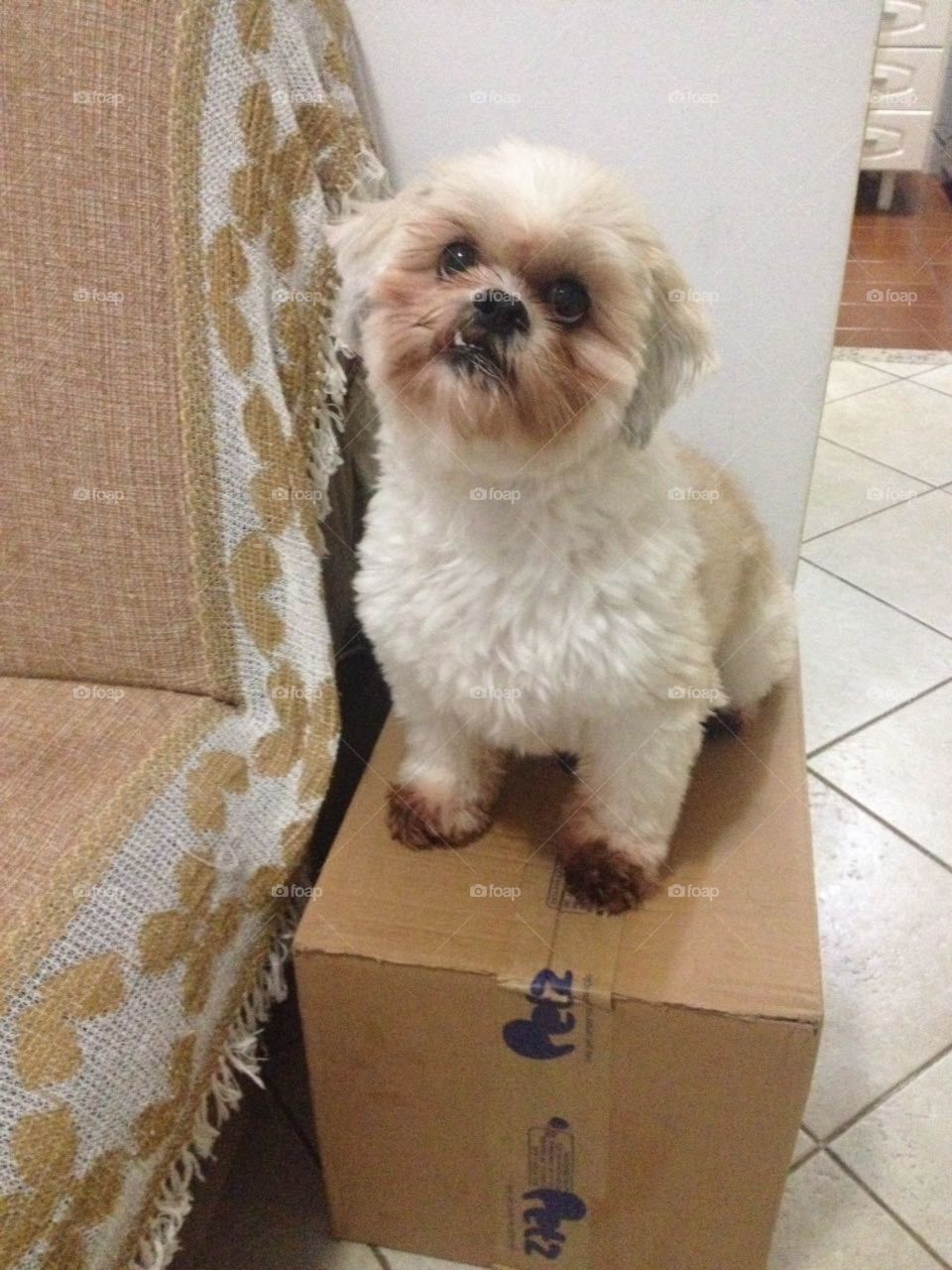Dog on the box