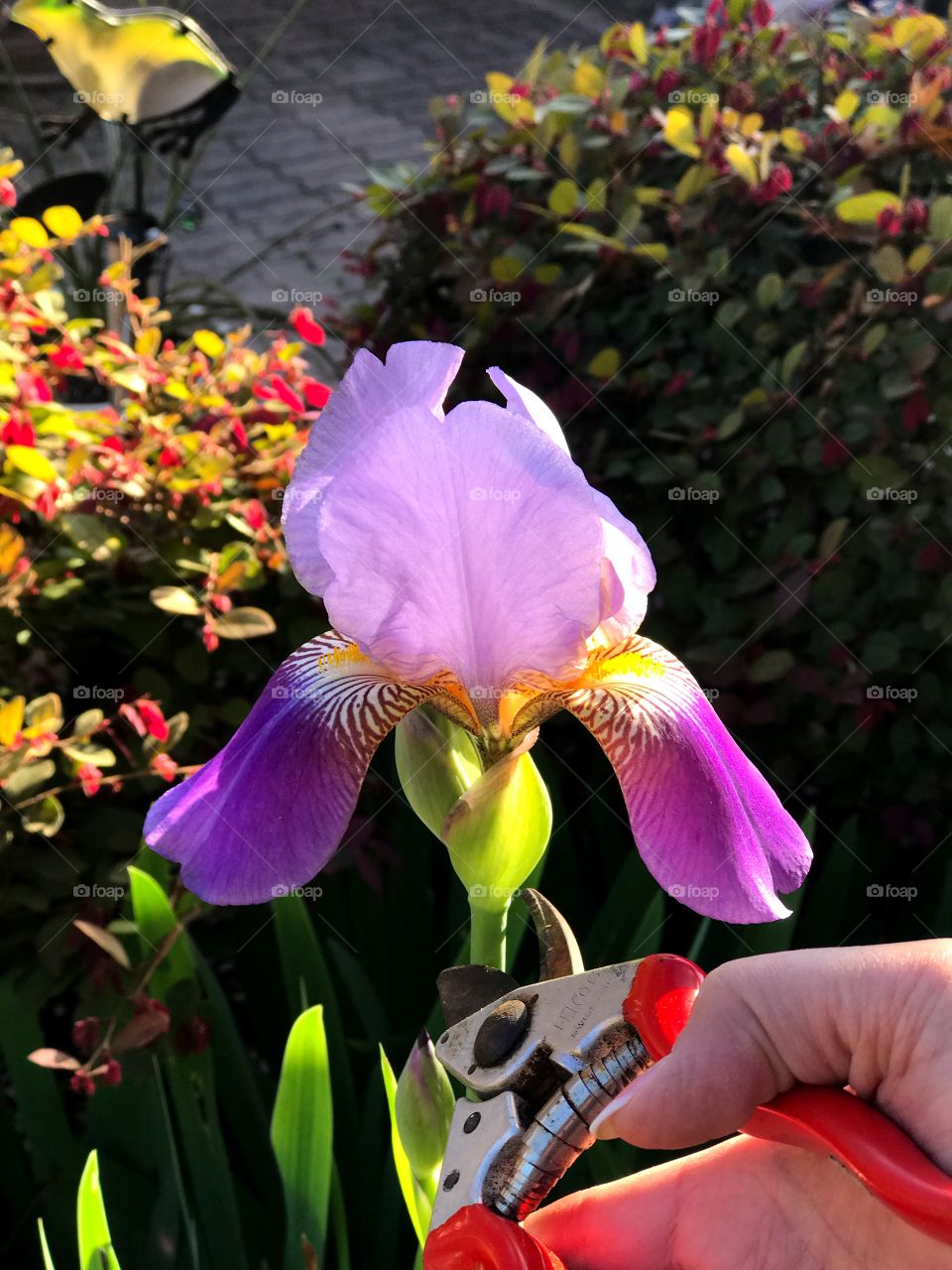 Purple iris cutting 