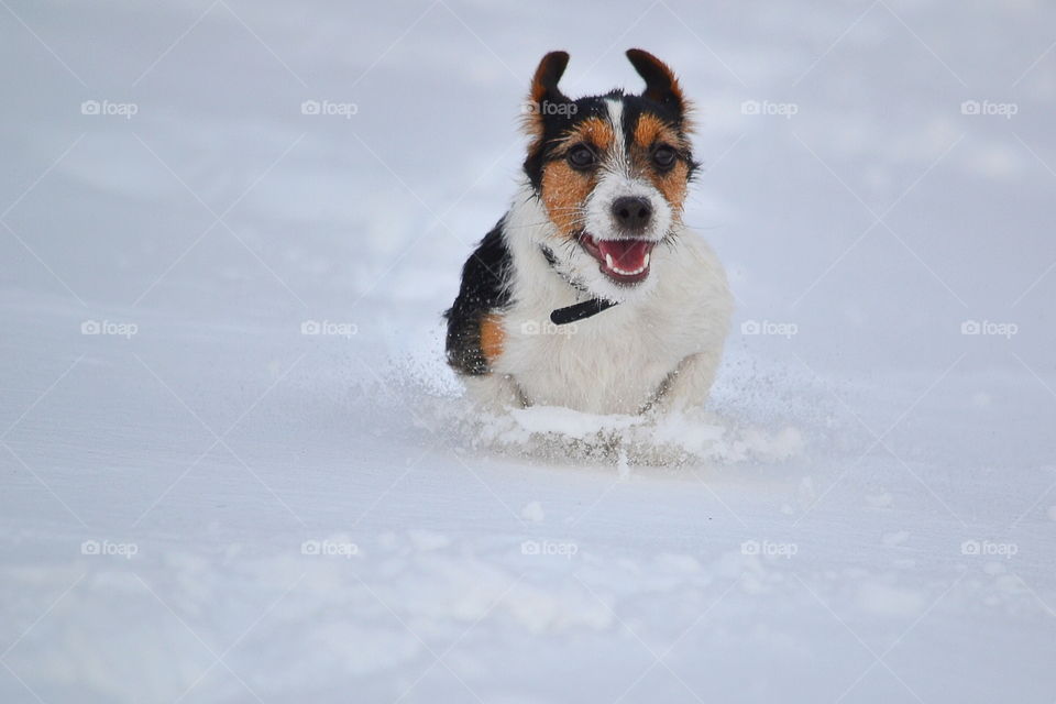 Dog running in the snow