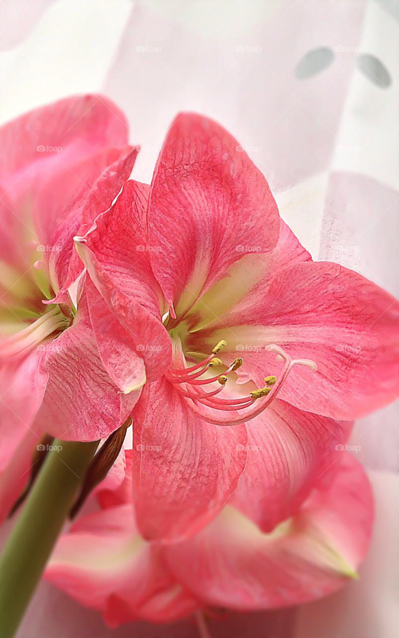 winter pink flower new year by marimax