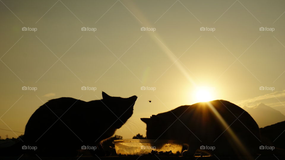 Sunset#cat#animal#nature#couple#moment#magic#wild#dinner