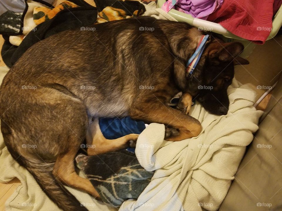 gunner sleeping in the laundry