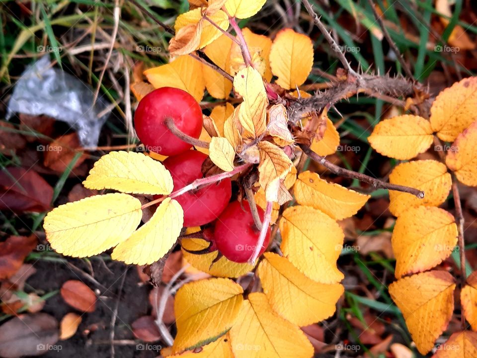 pop of color - sunlit red fruits and yellow leaves of confiture rose in autumn garden