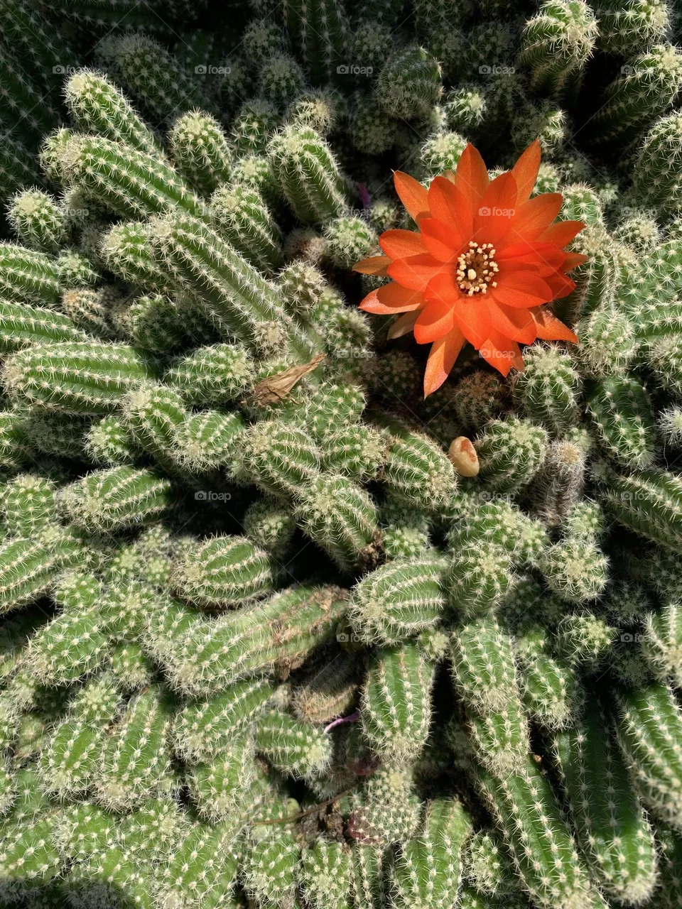 Detail of a flowering succulent plant