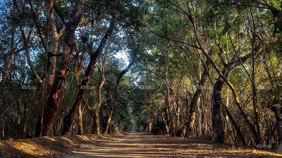 Harike Wetland also known as "Hari-ke-Pattan", with the Harike Lake in the deeper part of it, is the largest wetland in northern India in the border of Tarn Taran Sahib district and Ferozepur district of the Punjab state in India over Sutlej River.