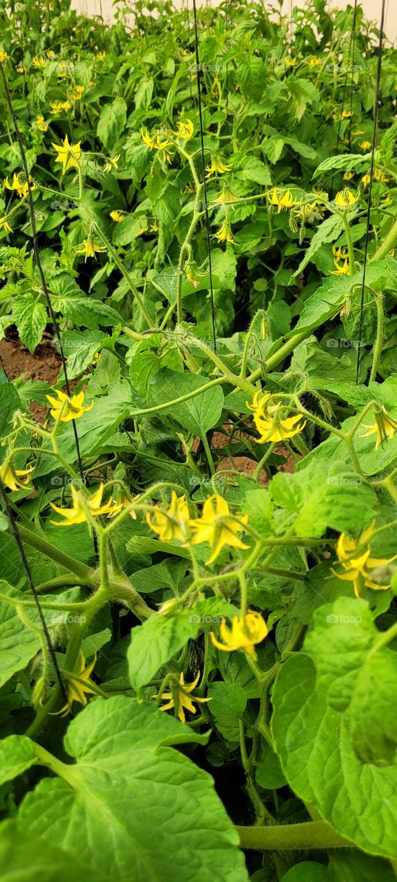 Imágenes de flores de tomate