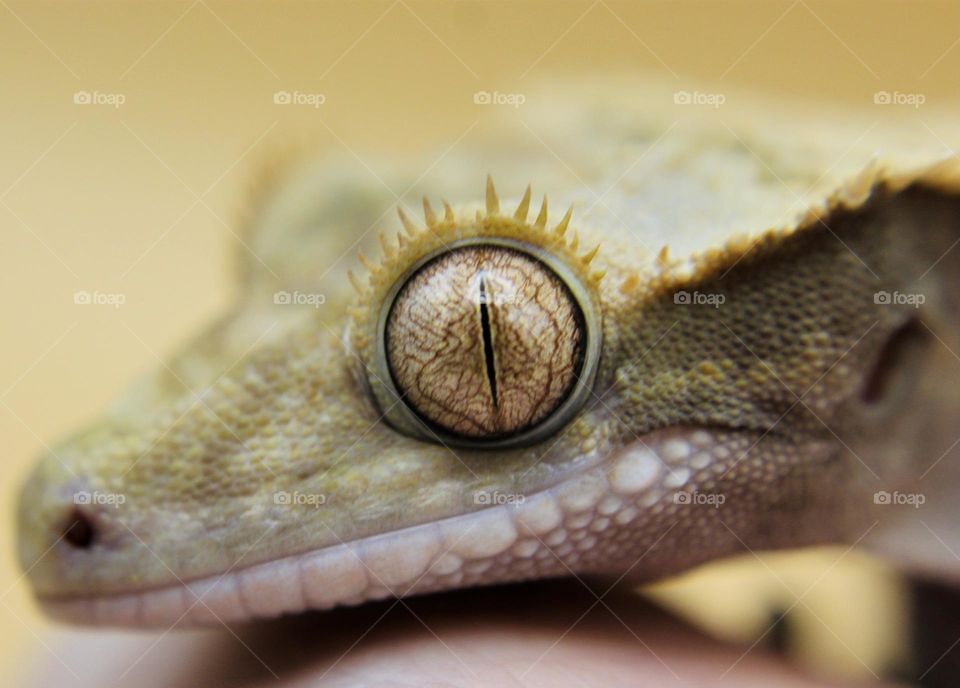 Golden Eye; Created Gecko