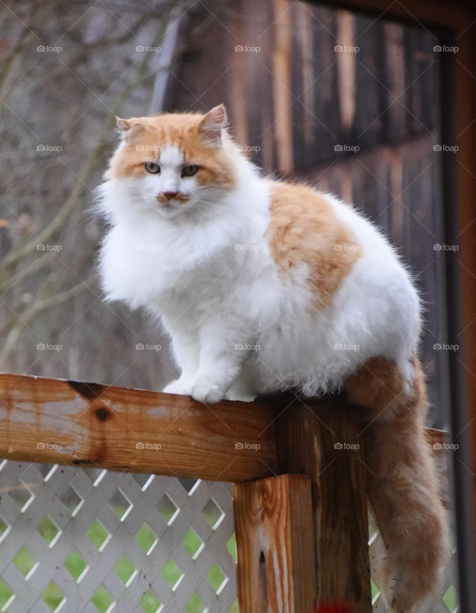 cat