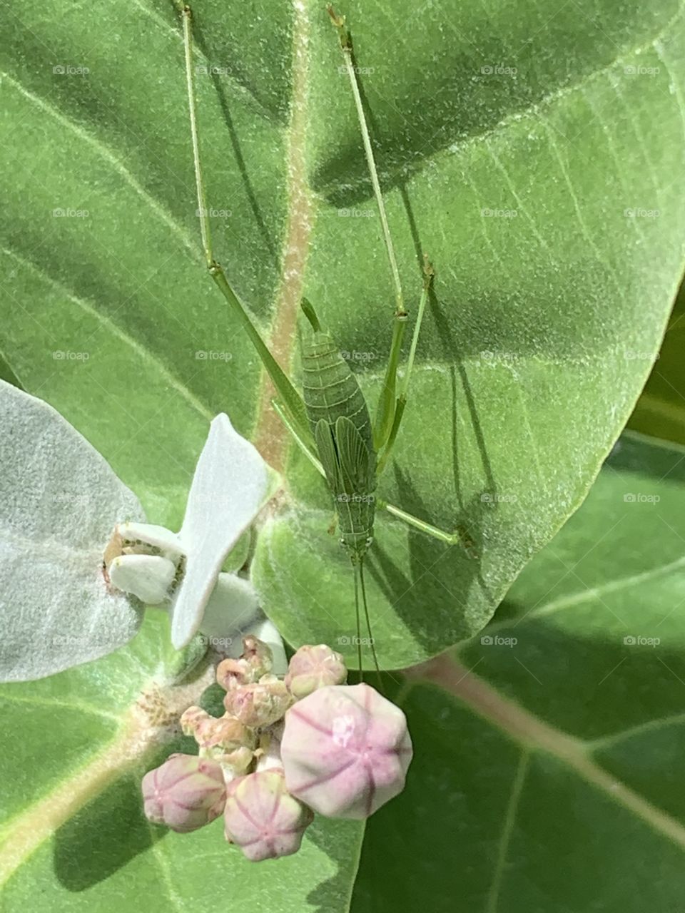 Portrait of a plants.