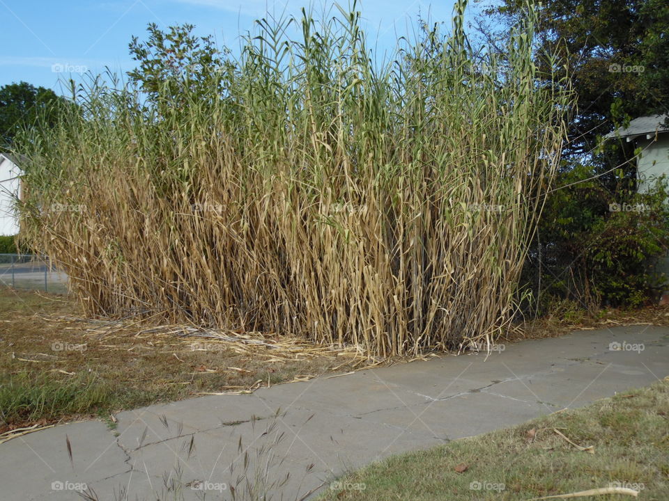 wild grass. This is a picture of some wild grass. 👣 🚶 🏃 🔥 💨