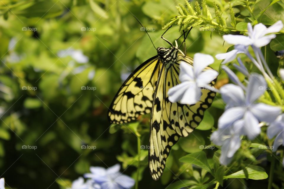 Be a change agent like caterpillar changing to butterfly 