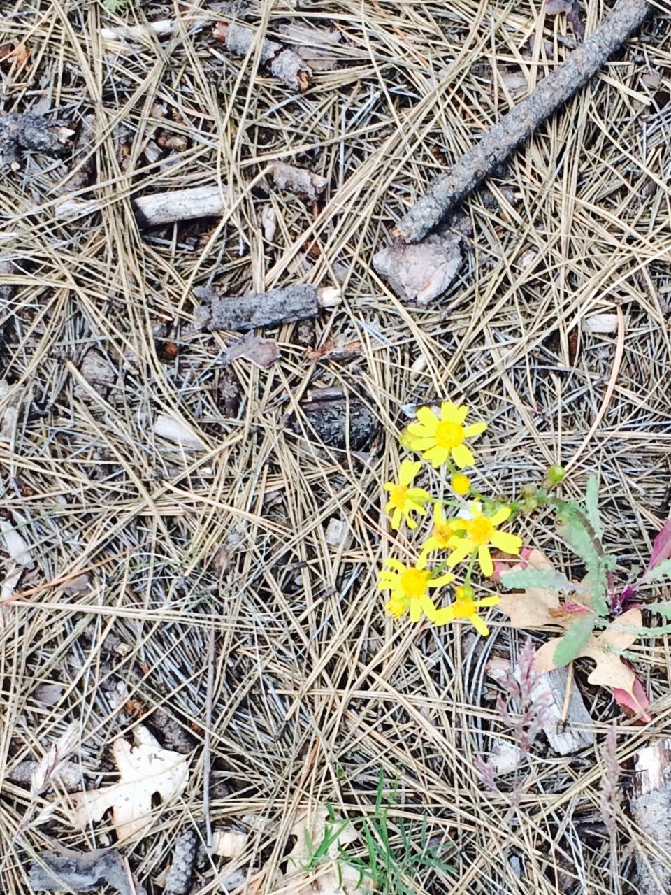 Yellow flowers in the forest