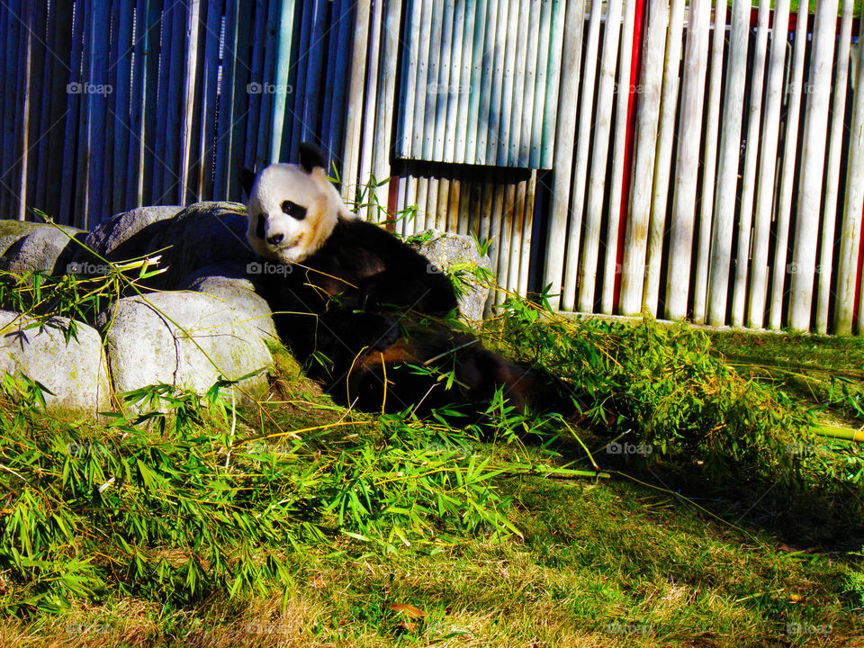 Beautiful, cute and funny panda eating bamboo peacefully in the Madrid zoo.