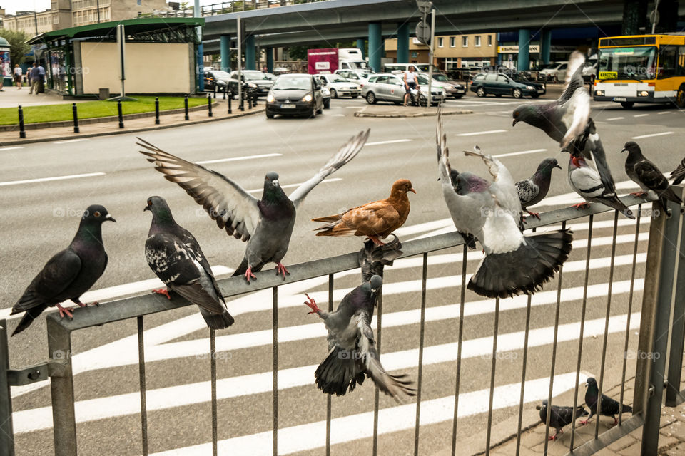 Pigeons