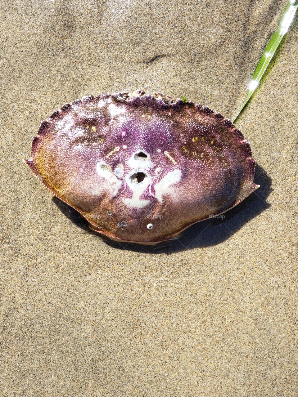 crab shell in the sand