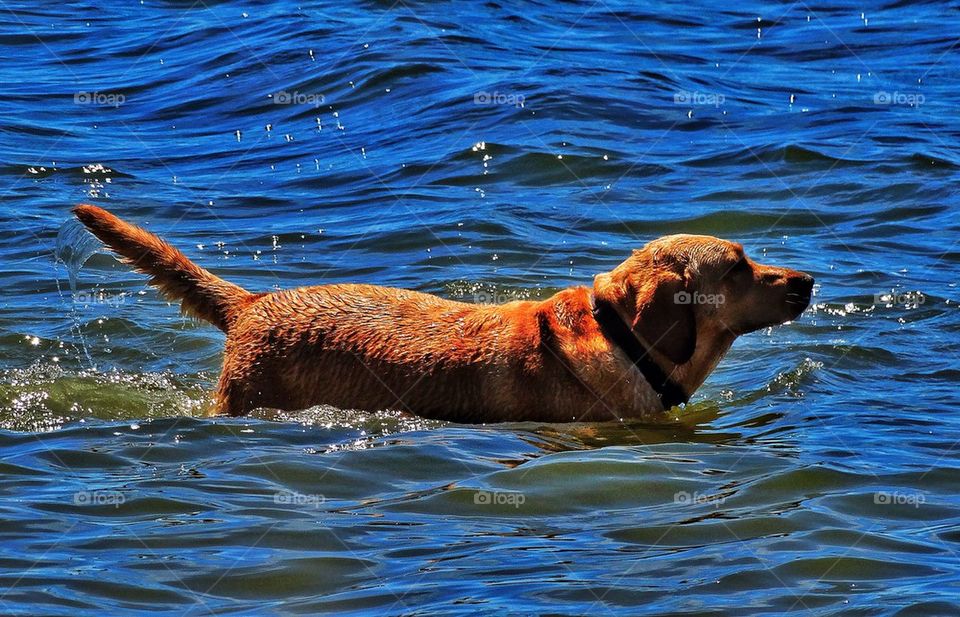 Dog playing in water