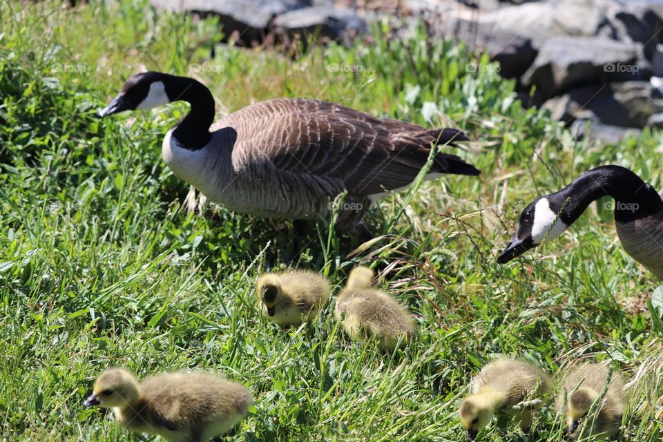 Duck and ducklings 