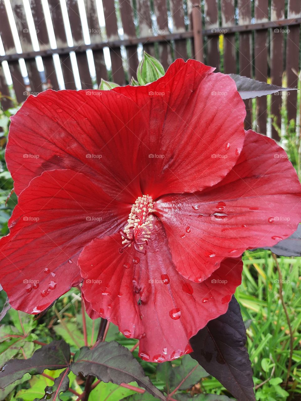 red rosemallow at the end of summer