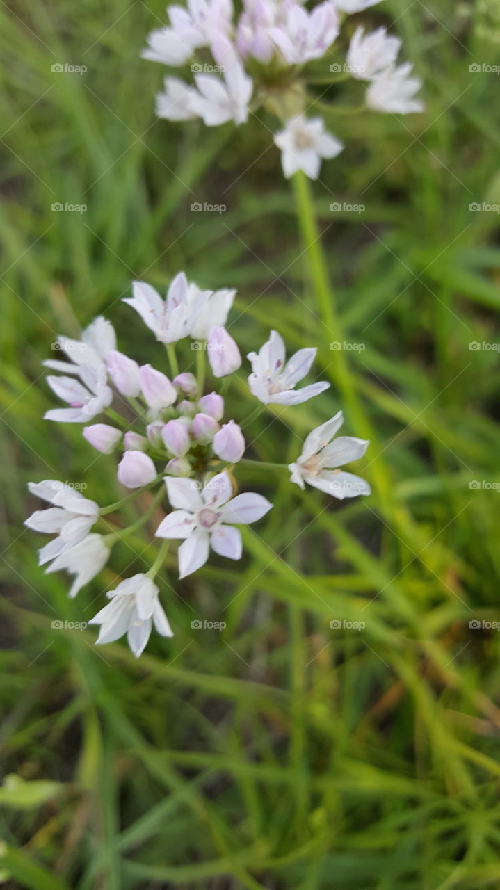 wildflowers