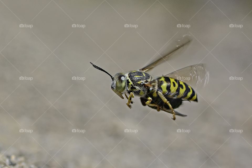 sand wasp.