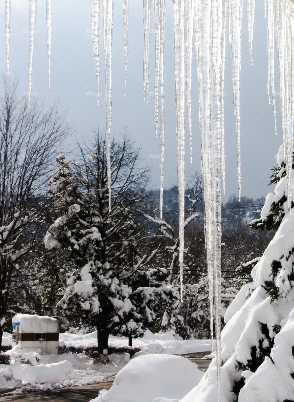 Winter icicles