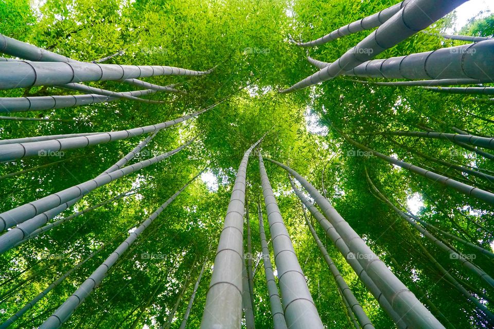 Low angle view of bamboo in the bamboo grove at arashiyama