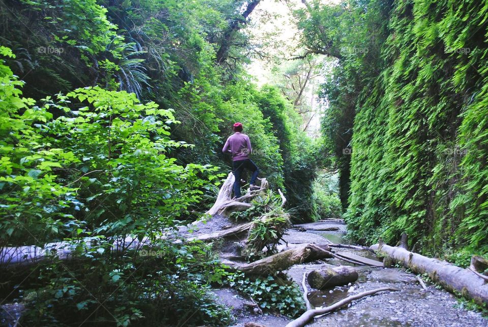 Fern forest