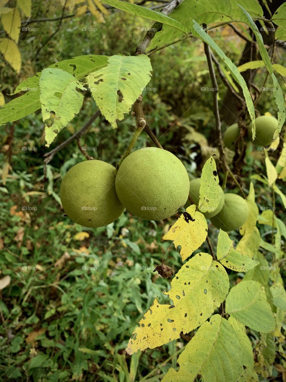 Black walnuts growing on a tree
