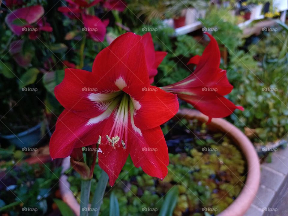 Dutch Amaryllis