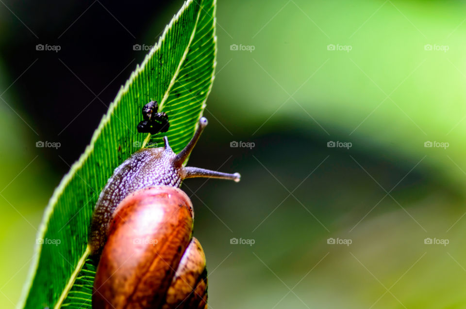 slow as you go snail