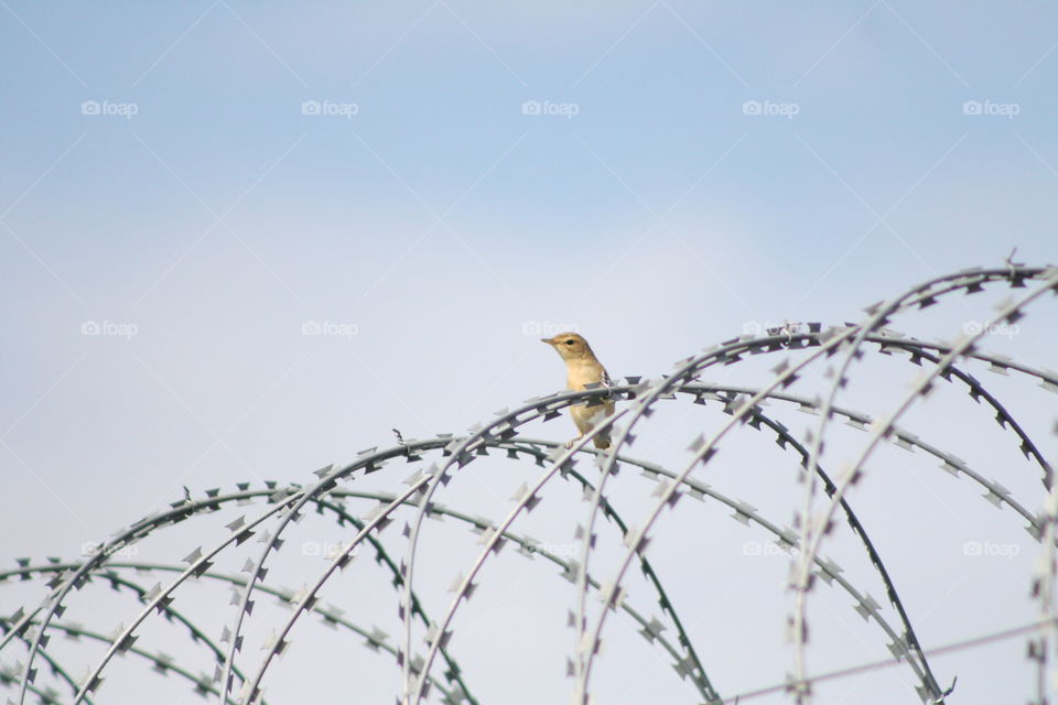Bird on barbed wire