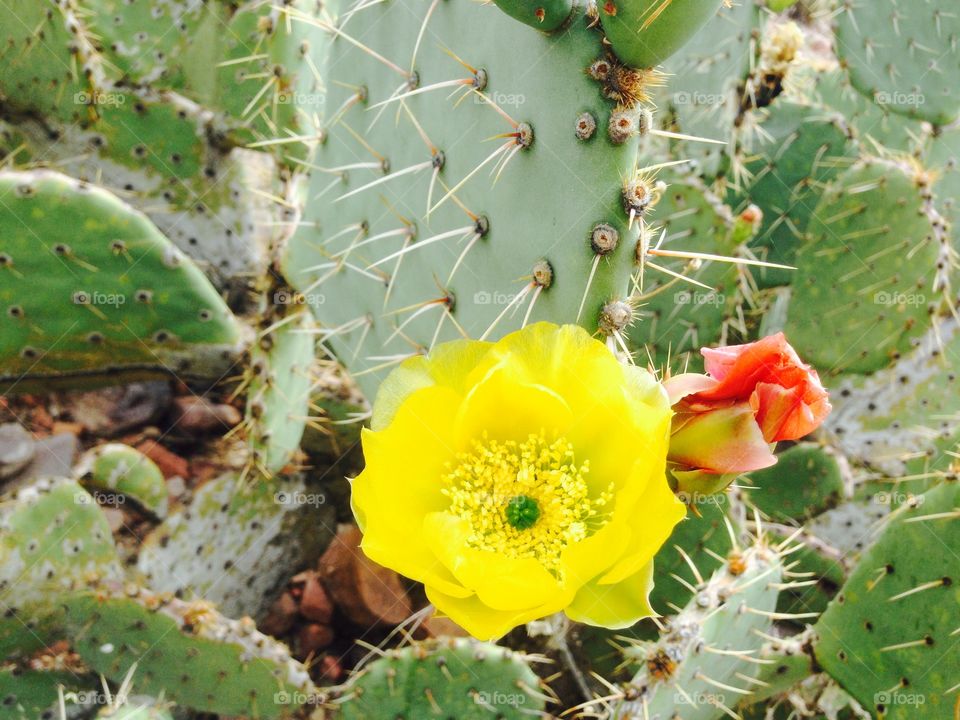 Cactus Flowers