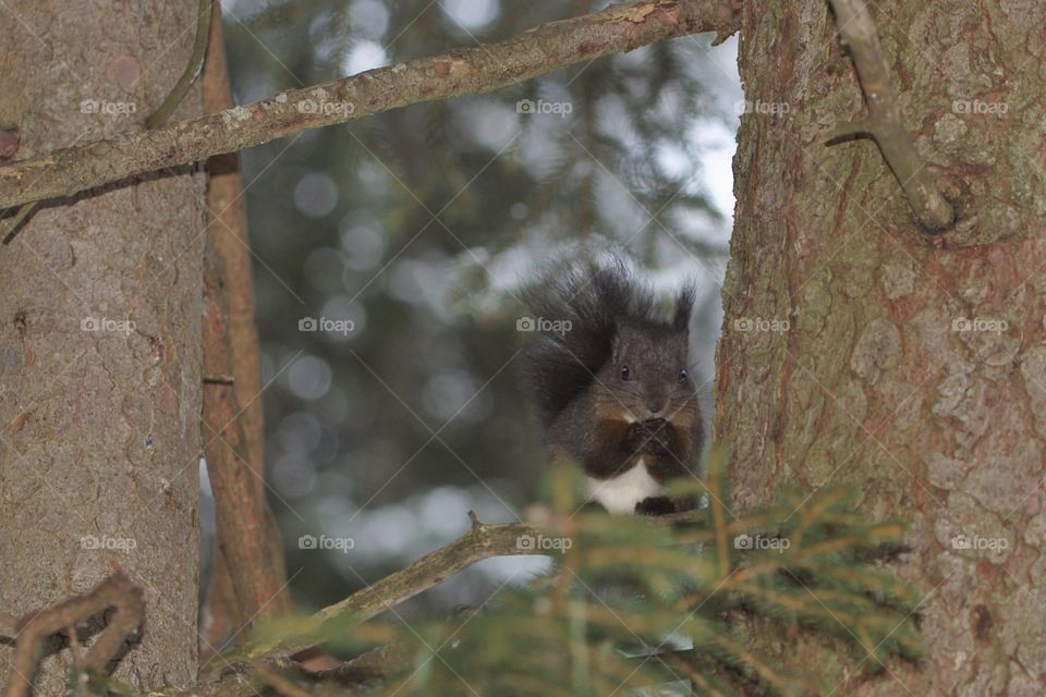 Close-up of a squirrel eating on branch