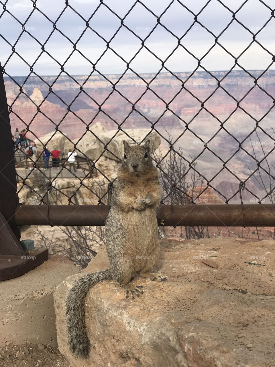 Squirrel at the Grand Canyon 