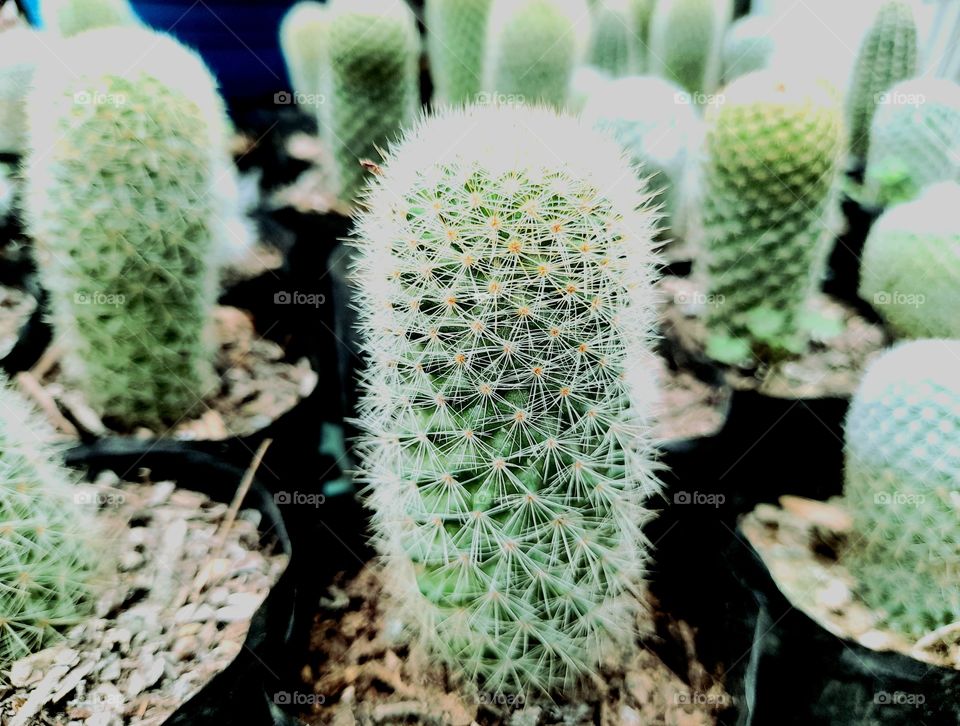 The cactus family.